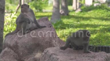 可爱的猴子躺在棕榈树森林景观的石头上。 关闭猴子夫妇在热带森林放松。 野野野